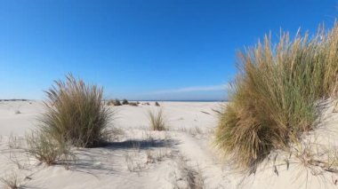 Hollanda 'daki Schiermonnikoog adasında kum tepeleri rüzgarda sallanıyor.