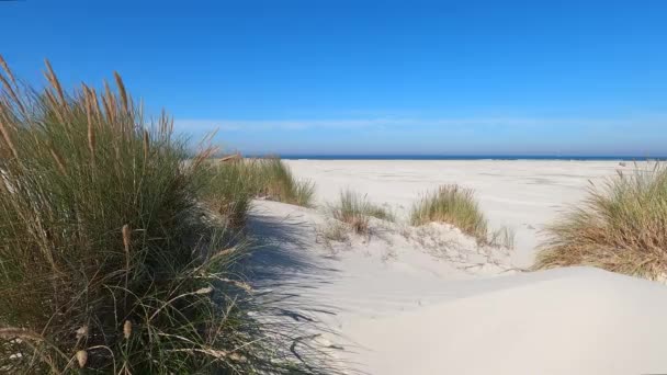 オランダのSchiermonnikoog島で風に揺れる砂丘 — ストック動画