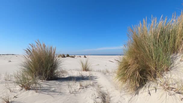 Αμμόλοφοι Κυματίζουν Στον Άνεμο Στο Νησί Schiermonnikoog Στην Ολλανδία — Αρχείο Βίντεο