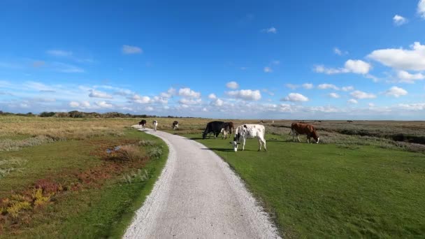 Vacas Ciclovia Pântanos Salgados Schiermonnikoog Países Baixos — Vídeo de Stock