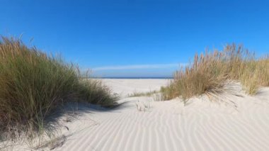 Hollanda 'daki Schiermonnikoog adasında kum tepeleri rüzgarda sallanıyor.