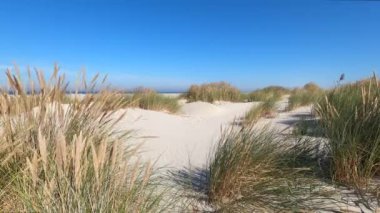 Hollanda 'daki Schiermonnikoog adasında kum tepeleri rüzgarda sallanıyor.