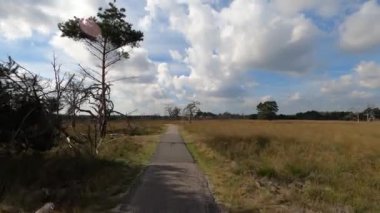 Ulusal Park Veluwe 'de Heather ve orman arasında yürüyüş yaparken.