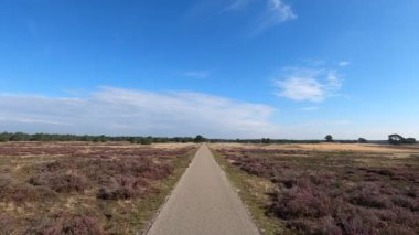 Ulusal Park Veluwe 'de Heather ve orman arasında yürüyüş yaparken.
