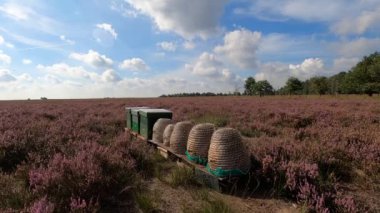 Ulusal Park Veluwe 'de Heather ve orman arasında yürüyüş yaparken.