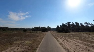 Ulusal Park Veluwe 'de Heather ve orman arasında yürüyüş yaparken.