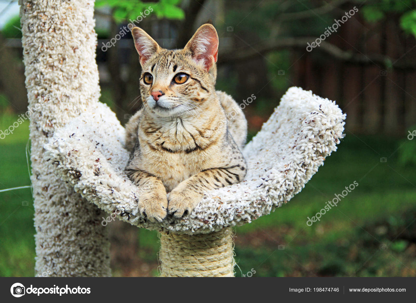 African Serval Savannah Cat Blue Eyes Savannah Cat Beautiful