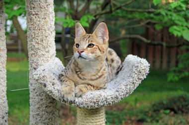 Savannah kedi. Güzel lekeli ve şeritli altın renkli Serval Savannah yavru kedi kedi ağaç dışında sarı gözlü.
