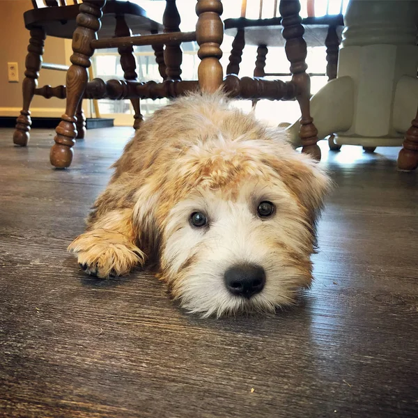 Cute Face Golden Colored Irish Soft Coated Wheaten Terrier Puppy — Stock Photo, Image