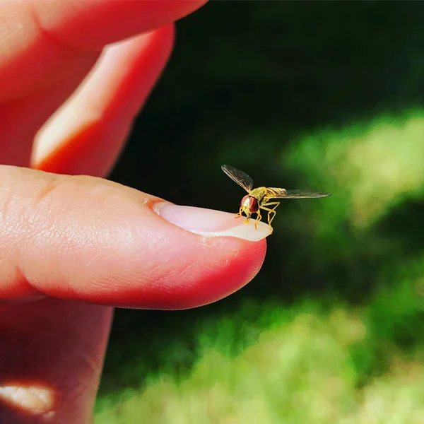 A black and yellow hoverfly sometimes called flower flies or syrphid flies, sitting on a womans fingernail with green copy space.