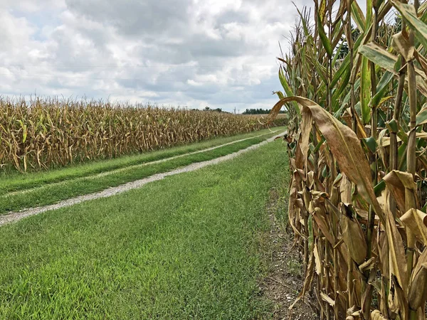 Une Route Campagne Rocheuse Entre Deux Champs Maïs Maturité Bordés — Photo