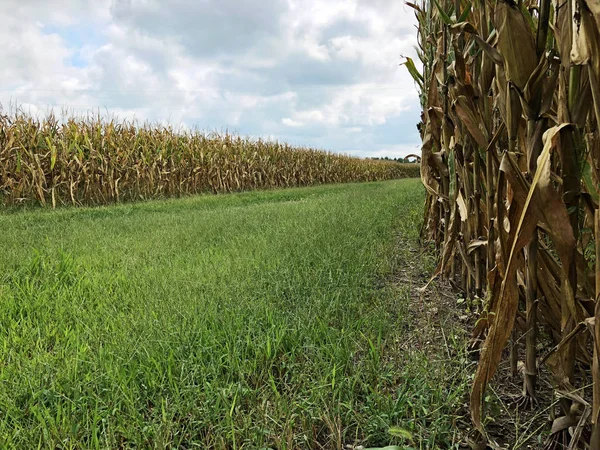 Route Agricole Entre Deux Champs Maïs Mûrs Bordés Herbe Fin — Photo