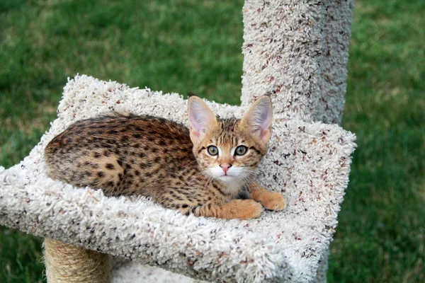 Savannah kedi. Güzel lekeli ve şeritli altın renkli Serval Savannah yavru kedi kedi ağaç dışında sarı gözlü.