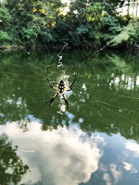 A huge colorful argiope aurantia or yellow garden spider on her huge web next to a lake in Illinois.  Also known as a McKinley spider, Corn spider, zigzag spider, Writing spider, golden garden spider, silver-face spider and black and yellow garden sp