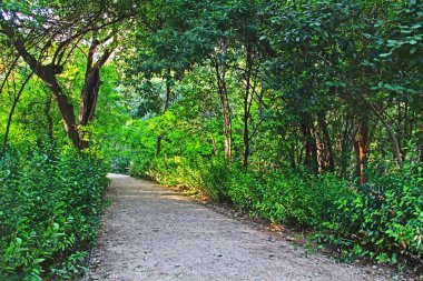 Atina, Yunanistan Milli Bahçe genel parkta huzurlu bir kayalık yürüyen yol astar ağaçlar.