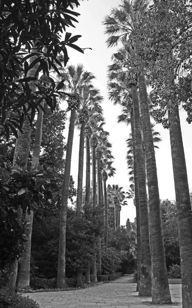 Black White Image Tall Royal Palm Trees Lining Walking Path — Stock Photo, Image