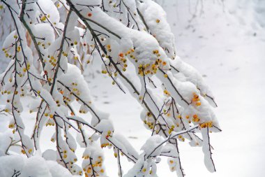 Güney Batı Michigan, ABD kopya alanı ile sarı elma ile elma ağacı bacaklarda karla kaplı.