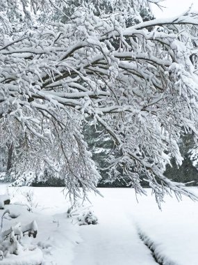 Japon kırmızı akçaağaç Güney Batı Michigan, ABD bir kaldırım üzerinde asılı ağır yüklü kar kaplı.