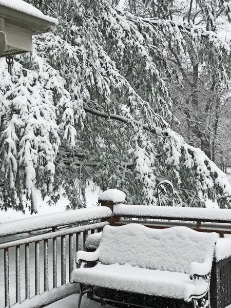 Snowy bench on a deck beside a white pine tree covered in snow in south west Michigan, USA.