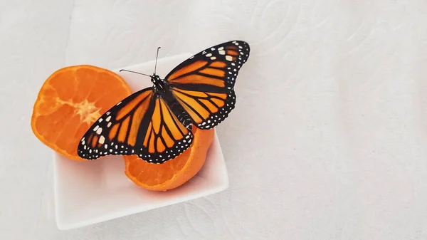 Beautiful Monarch Butterfly Feasting Navel Orange White Square Dish Making — Stock Photo, Image