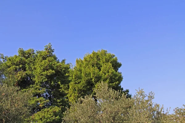 Bright Blue Sky Clouds Copy Space Pine Olive Trees Athens — Stock Photo, Image