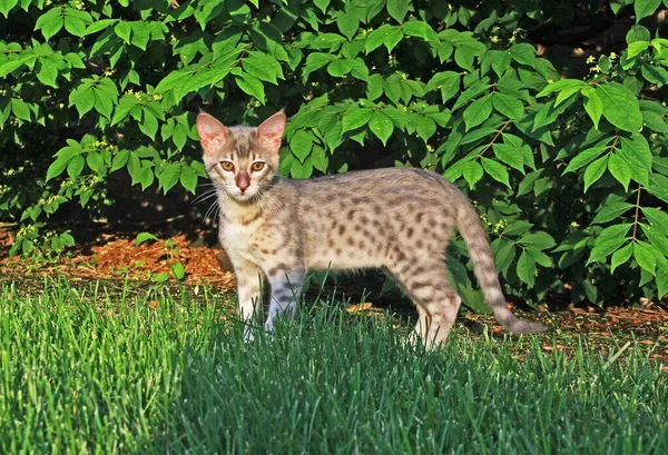 Gray Also Known Blue Black Spotted Savannah Kitten Orange Eyes — Stock Photo, Image