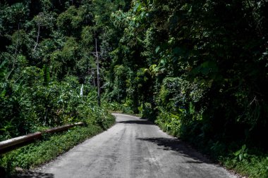 Koh Lanta 'nın güneyine giden yolun kenarındaki canlı yeşil orman ormanı.