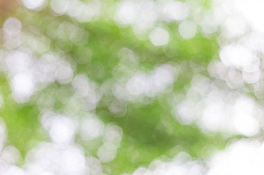 Yeşil bokeh odak arkaplanından doğa ışığından uzaklaşıyor.