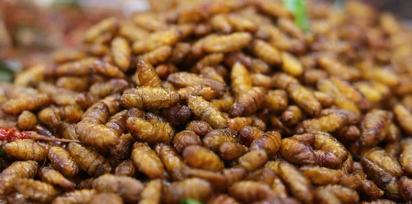 蚕是蛾的幼虫 它吃桑叶 飞蛾能制造丝绸 蚕丝作为高蛋白食品油炸 — 图库照片