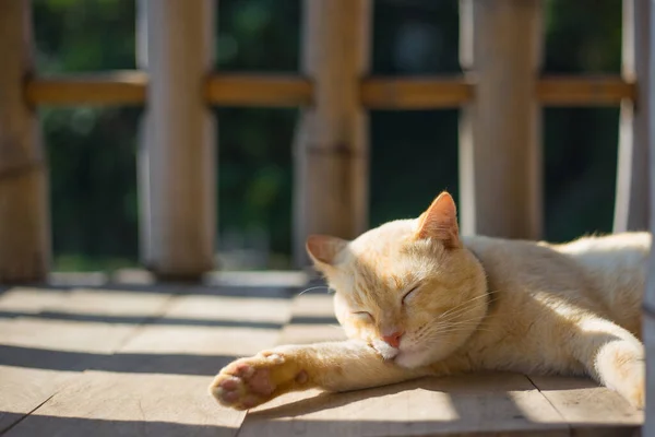 Golden Cat Sleeping Woody Floor Bamboo Fence Background — Stock Photo, Image