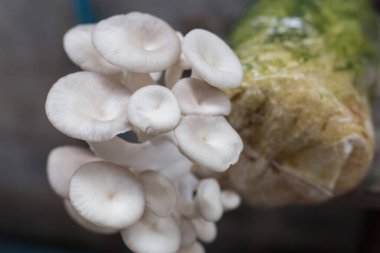 İstiridye Mantarlı Anka Mantarı Lung İstiridye Mantarı, pamuk odununda yetişebiliyorken ılık ve nemli havayı tercih eder. Vejetaryen yemeği için iyi bir seçim..