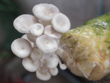 İstiridye Mantarı Phoenix Mantarı, Akciğer İstiridye Mantarı sıcak ve nemli havalarda pamuk odununda yetişebilirken tercih eder. Vejetaryen yemeği için iyi bir seçim..