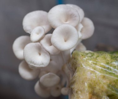 İstiridye Mantarı Phoenix Mantarı, Akciğer İstiridye Mantarı sıcak ve nemli havalarda pamuk odununda yetişebilirken tercih eder. Vejetaryen yemeği için iyi bir seçim..