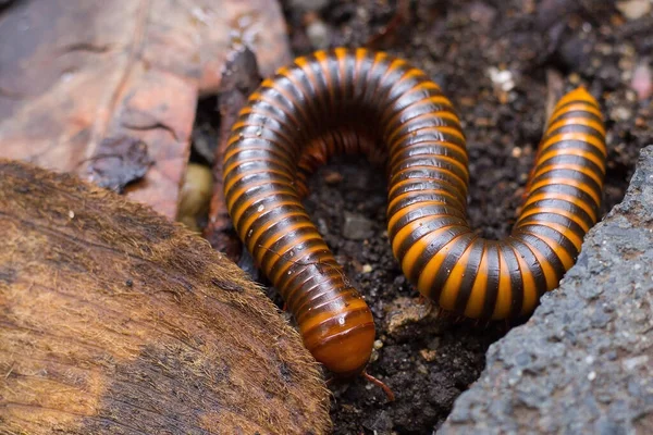 Millipedes Walking Food Ground — Stock Photo, Image