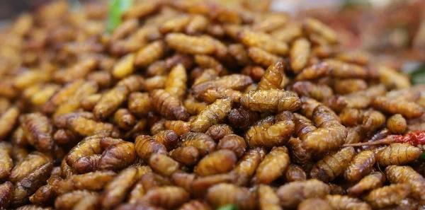 蚕是蛾的幼虫 它吃桑叶 飞蛾能制造丝绸 蚕丝作为高蛋白食品油炸 — 图库照片