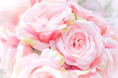 Bulanık arka planı olan soluk pembe güller..