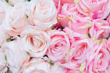 Bulanık arka planı olan soluk pembe güller..