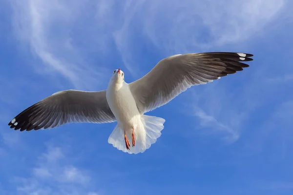 Seagull Flying Blue Sky Seabird Usually Grey White Takes Live — Stock Photo, Image