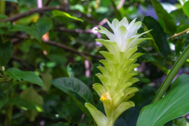 Siyam lale Dok Krachiao 'nun büyüleyici görüntüsü. Eşsiz yeşil fraktürü, yemyeşil yaprakların ortasındaki tropikal güzelliğe zarif bir geçiş sağlıyor. Doğanın narin sanatının taze bir sembolü.
