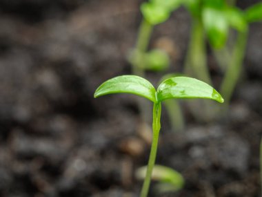 Yağmurdan sonra filizlenen yavru.