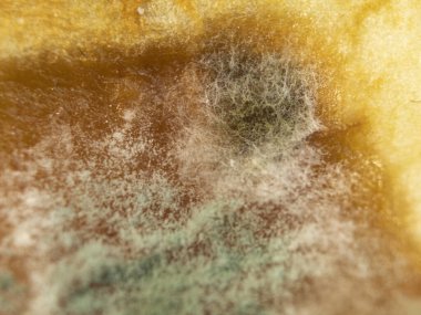 Küflü elma. Meyve ve sebzelerde küf ve mantar.