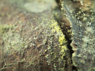 Bir fındıkta küf ve mantar. Makro fotoğraf. Güzel küf