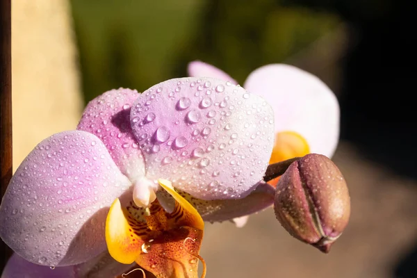 Orchid flower and drops of water, side view. Frame, blank for text.