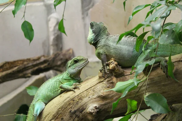 Two Iguanas Tree — Stock Photo, Image