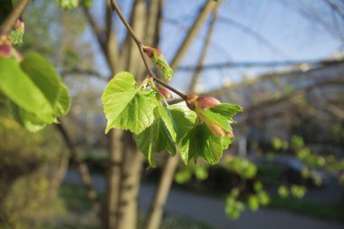 Genç, yeşil bir ağaç filizleniyor, yakından. Doğanın uyanışı. Genç bir trenin genç dalları