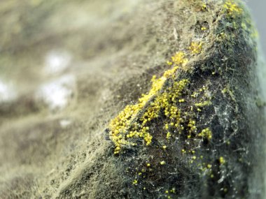 Meyvelerde soyut küf kalıpları. Yakın plan arkaplan ve küf dokusu. Süslü desenler