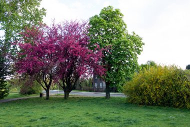 Güneşli bir günde çiçek açarken renkli ağaçlar. Metin için arkaplan.