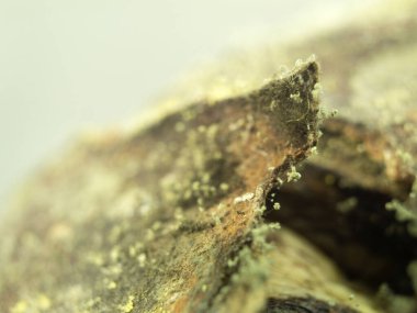 Çürük bir elmanın üzerinde büyüyen mantarlara yakın çekim. Küflü çürük elma. Çürük bir meyve kabuğunda beyaz küf penisilin.