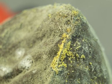 Çürük bir elmanın üzerinde büyüyen mantarlara yakın çekim. Küflü çürük elma. Çürük bir meyve kabuğunda beyaz küf penisilin.