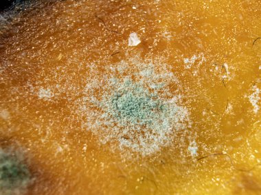 Çürük bir elmanın üzerinde büyüyen mantarlara yakın çekim. Küflü çürük elma. Çürük bir meyve kabuğunda beyaz küf penisilin.